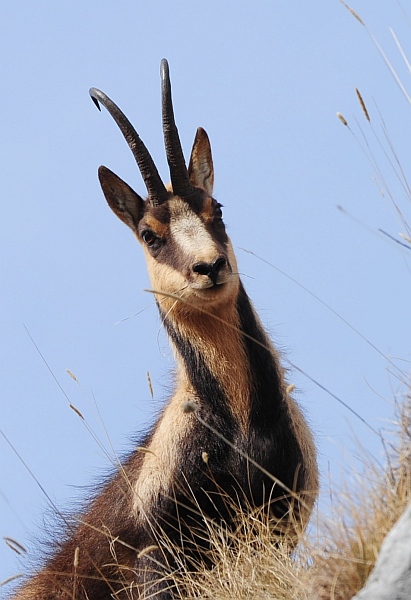 Camoscio d''Abruzzo Rupicapra pyrenaica ornata